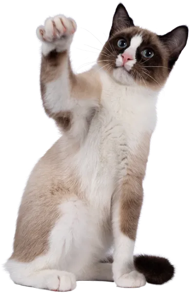 Olhar Felino