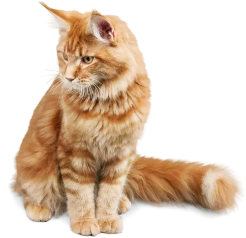 Olhar Felino