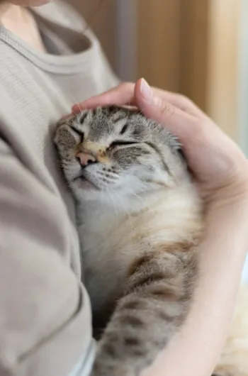 Olhar Felino